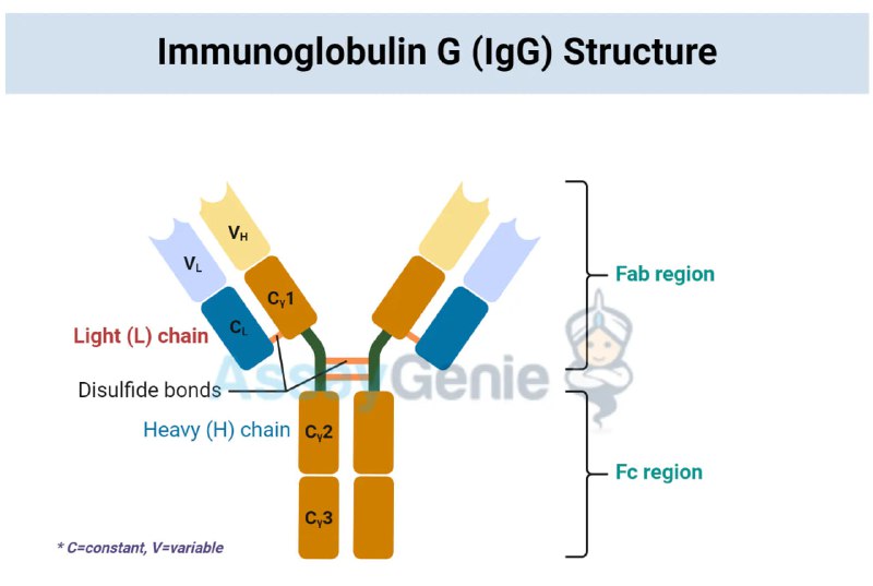 [항체(Antibody)의 구조]