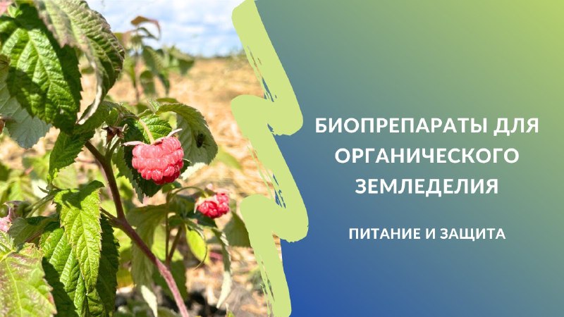 **Эффективная защита в органическом земледелии***☘️*****