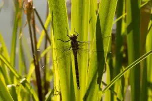 How do some female dragon fly …