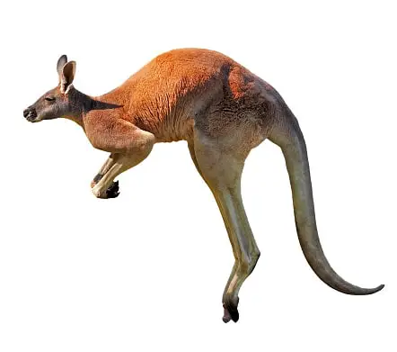 How many legs does a kangaroo …