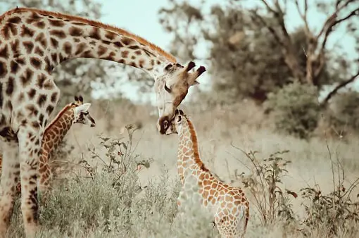 Giraffes do not have vocal cords. …