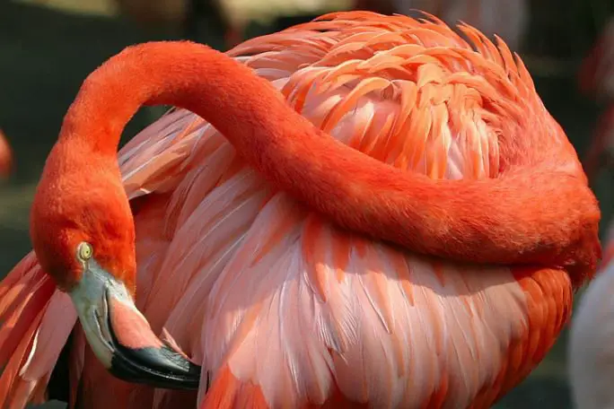 The flamingo is well-known for its …