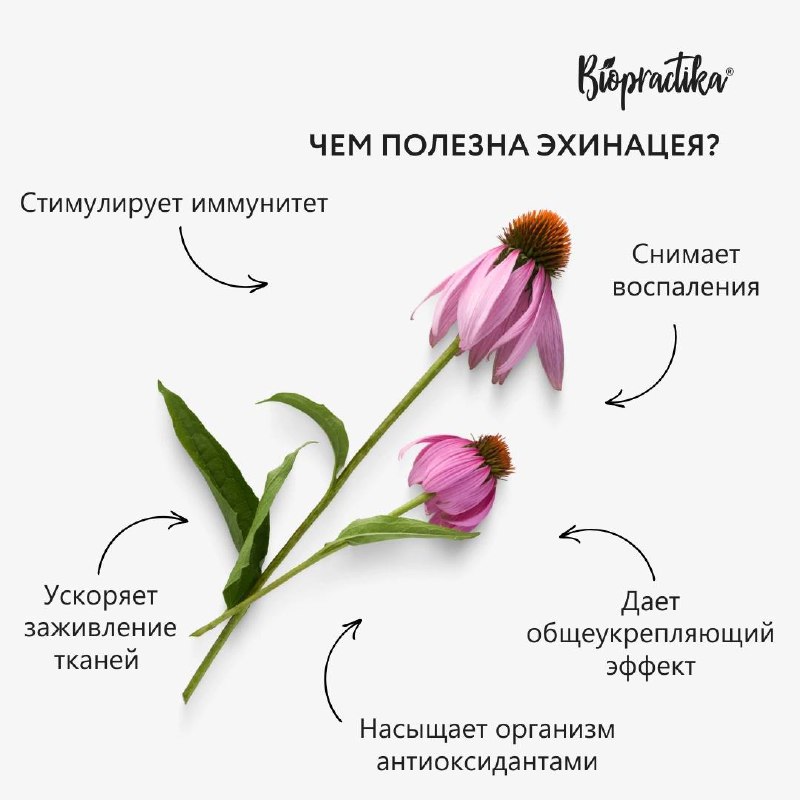 Секрет чая Иммунити – эхинацея