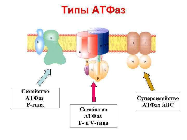 Типы АТФаз кратко