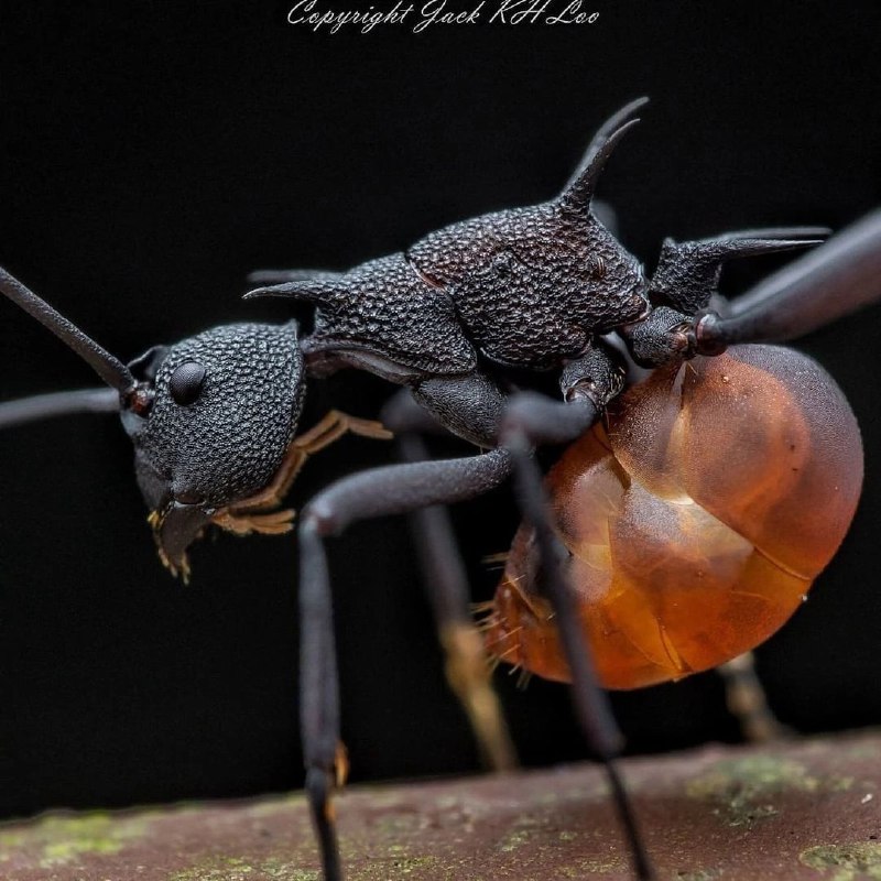 Древесный муравей [#Polyrhachis\_armata](?q=%23Polyrhachis_armata) — это настоящий …