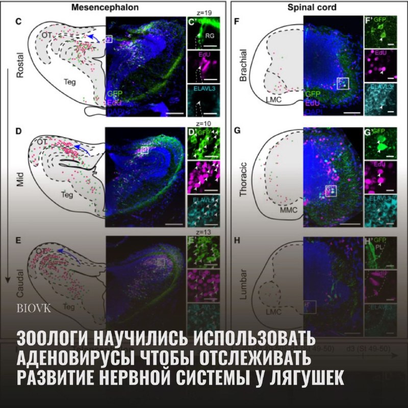 Аденовирусные векторы считаются безопасной и очень …