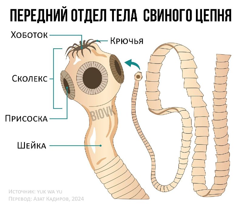 Свиной цепень — это паразит, который …