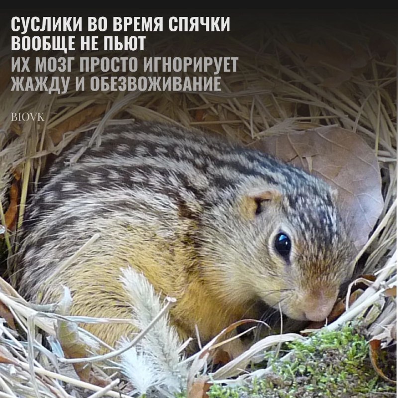 Тринадцатиполосные суслики [#Ictidomys\_tridecemlineatus](?q=%23Ictidomys_tridecemlineatus), как и многие …