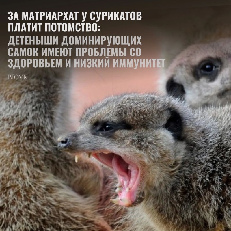 Во главе большинства стай сурикатов [#Suricata\_suricatta](?q=%23Suricata_suricatta)