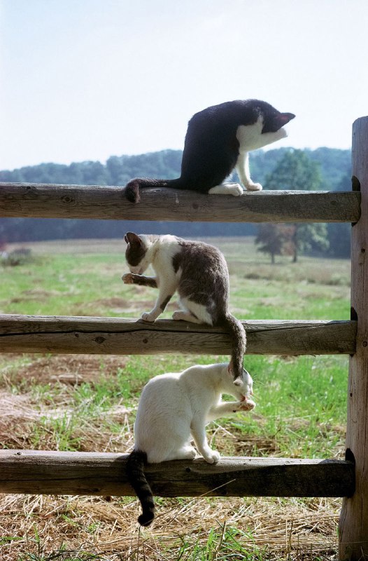 Barn cats wash themselves on a …