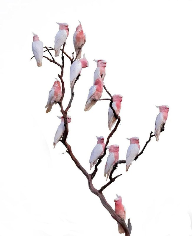 Pink Cockatoos, Western Australia.