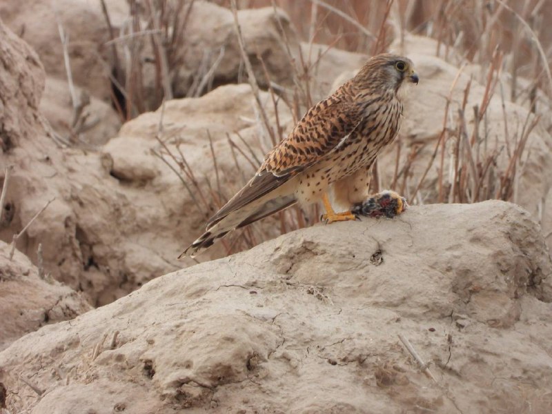 WILDLIFE OF KARAKALPAKSTAN