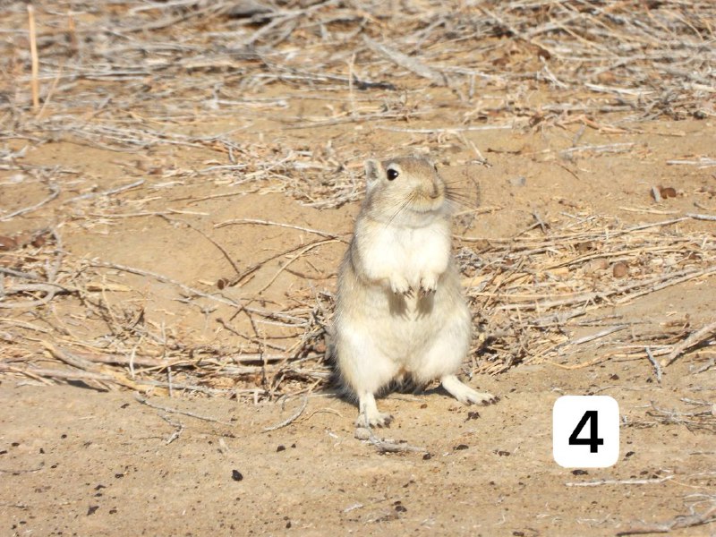 WILDLIFE OF KARAKALPAKSTAN