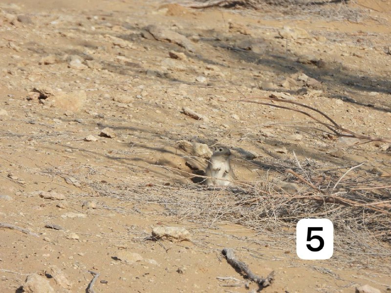 WILDLIFE OF KARAKALPAKSTAN