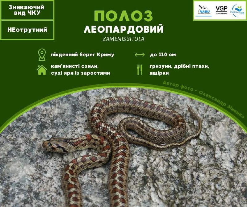 ***🐍*** Полоз леопардовий (Zamenis situla) – …