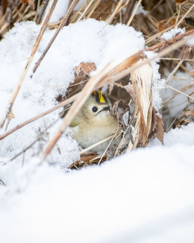 Birdbook