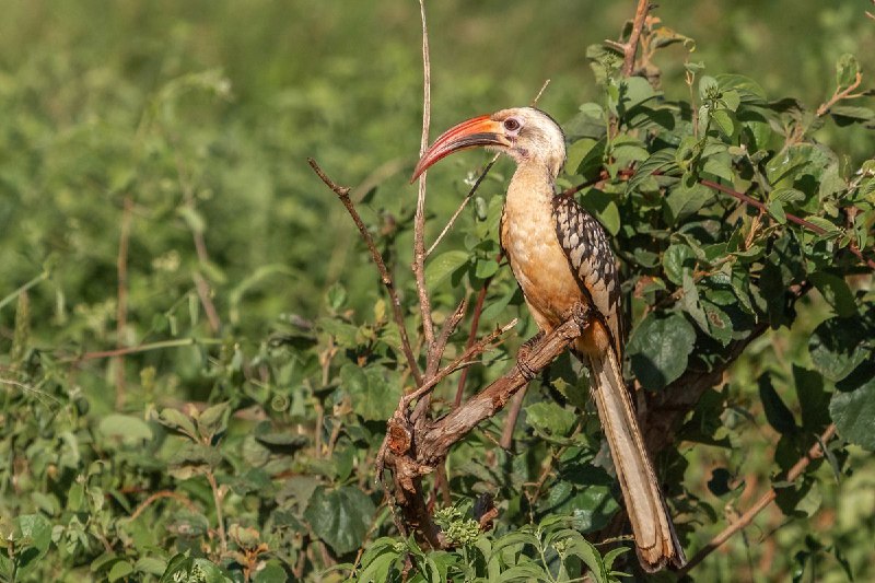 Birdbook