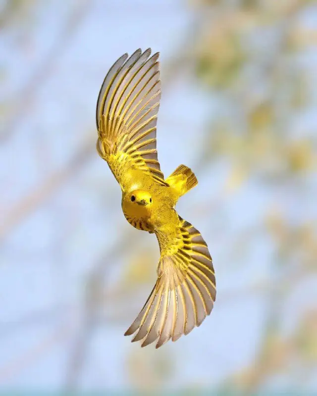 American Yellow Warbler in flight. The …