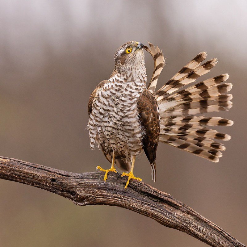 Sparrowhawk