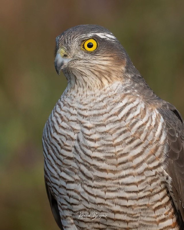 Eurasian Sparrowhawk