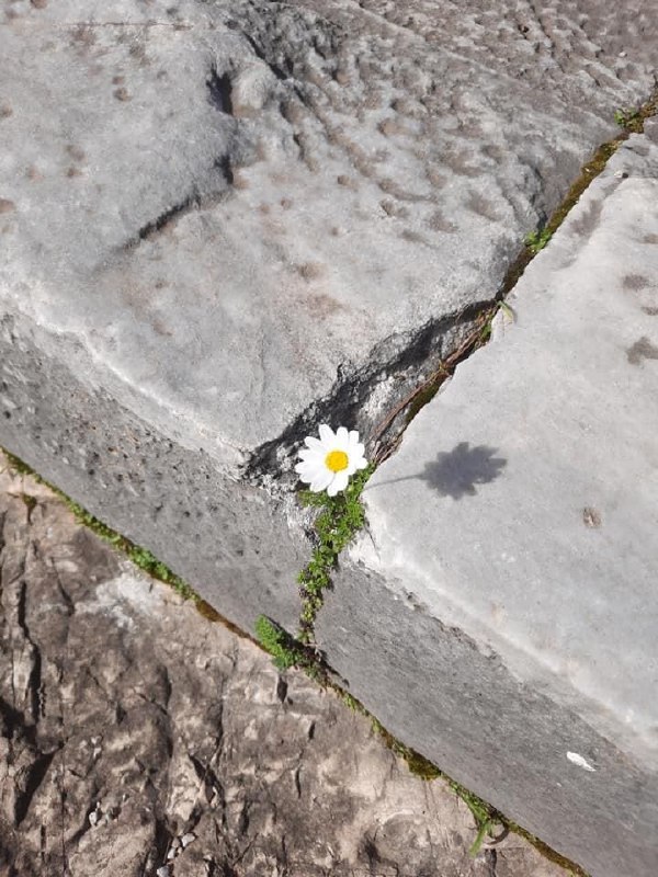 **"Gönül bahar çiçeğidir, her bedende gül …