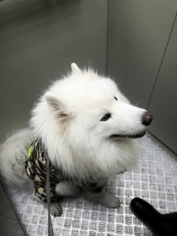 bjorn.samoyed