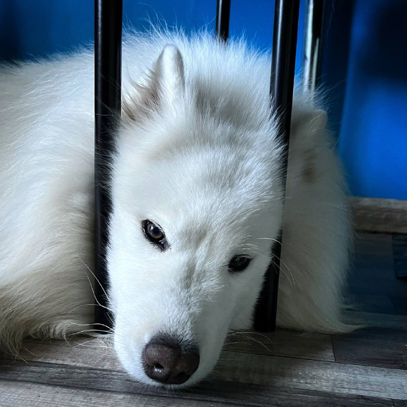 bjorn.samoyed