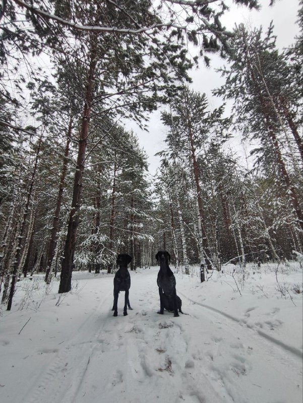 Black Panthers sleddog team || Ездовой …