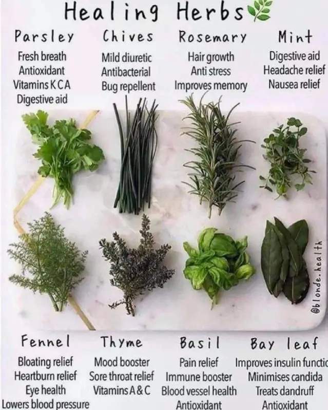 Healing herbs ***🌿***