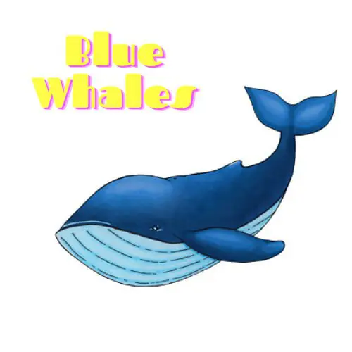 Welcome to BLUE WHALES.