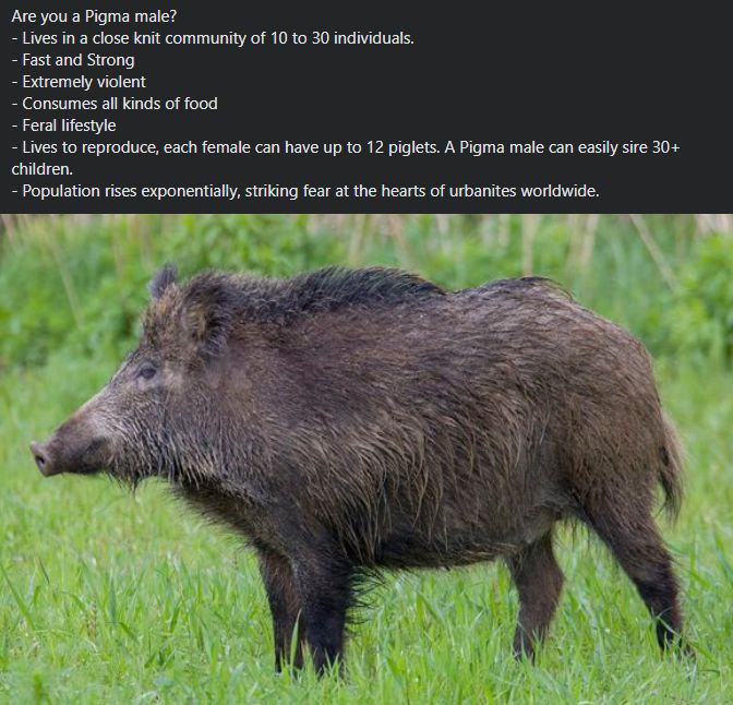 boar lore ?