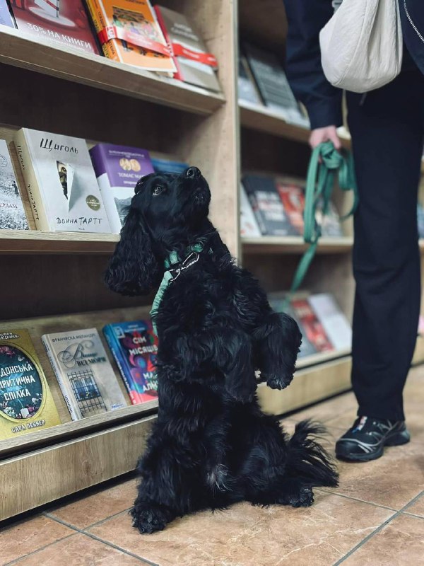 BOOKS & DOGS