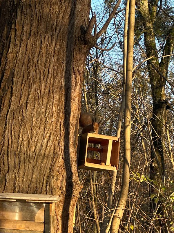 **Кусочек нашей прогулки** ***🐿️***