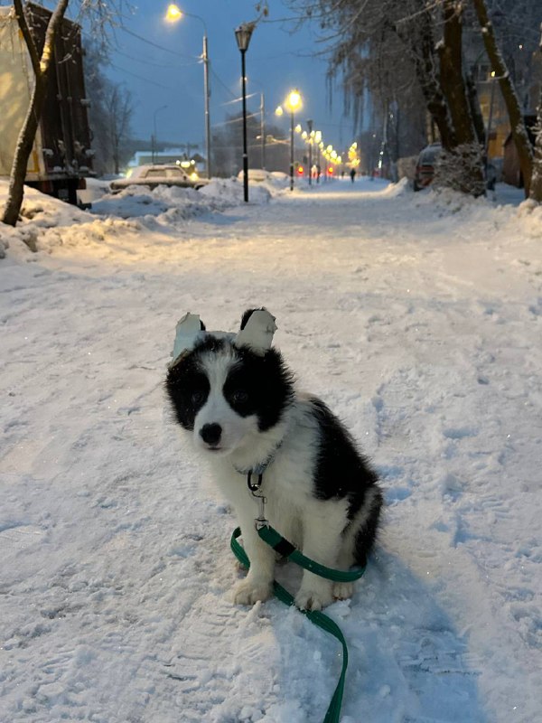 умное животное гуляло в центре