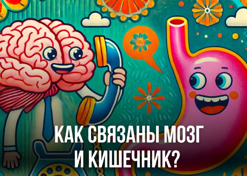 ***❓*****Как связаны мозг и кишечник?**