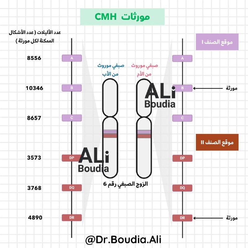 **مورثات معقد التوافق النسيجي CMH :**