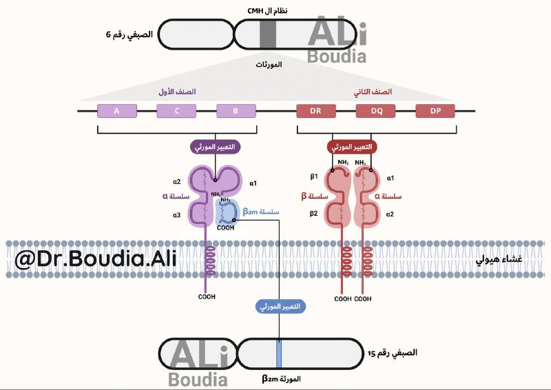 **جزيئات معقد التوافق النسيجي CMH :**