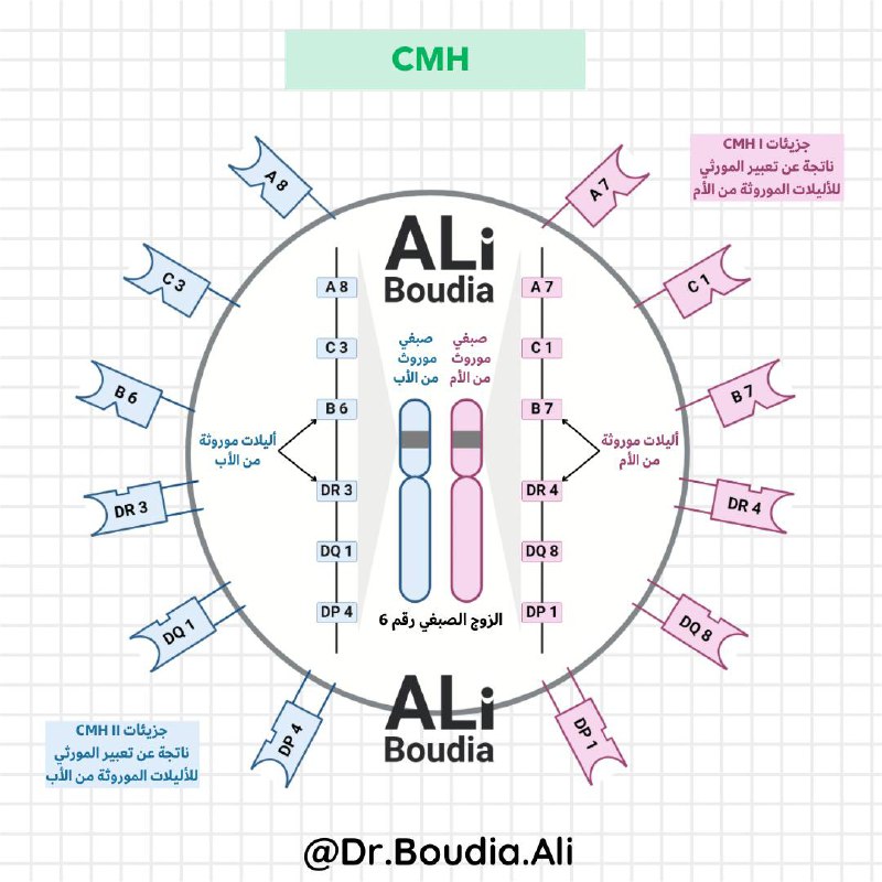 **معقد التوافق النسيجي CMH :**