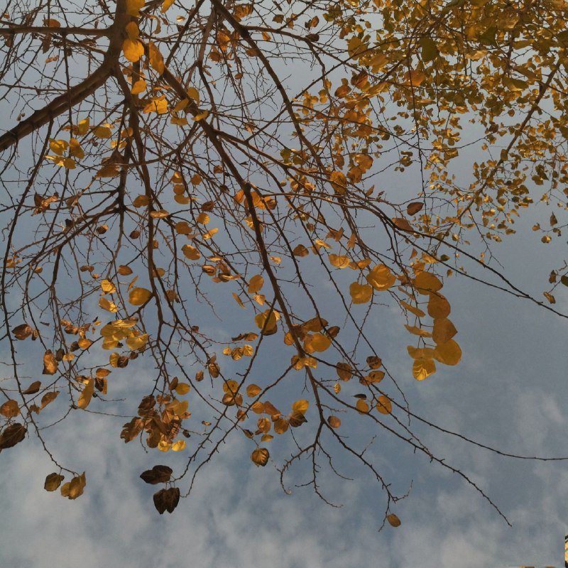 سبز زیتونی.