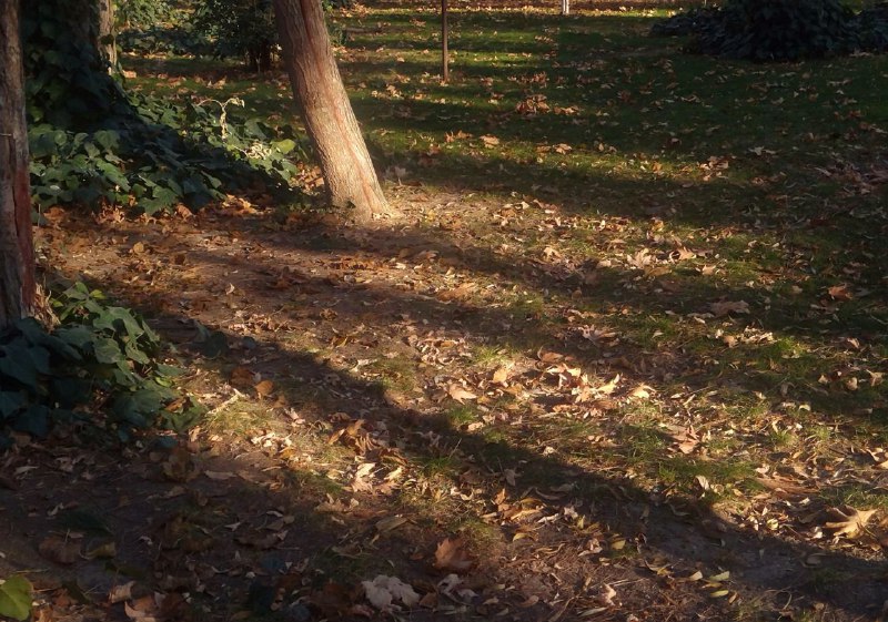 سبز زیتونی.
