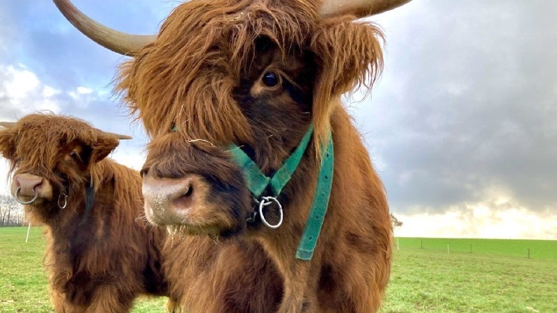 [**Zeitumstellung am Bauernhof: Was bedeutet das …