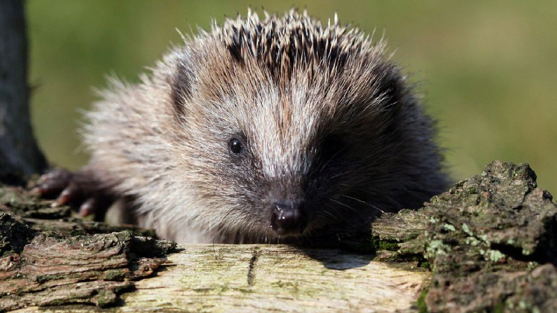 [**Bedrohter Igel: Warum er es auch …