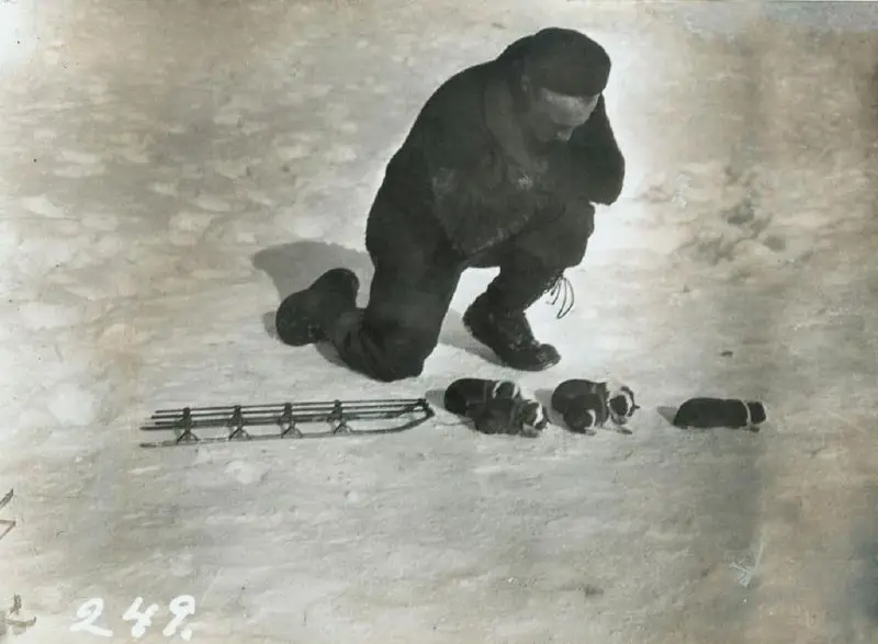 **Участник антарктической экспедиции Джордж Блэк играет с щенками ездовых собак.**