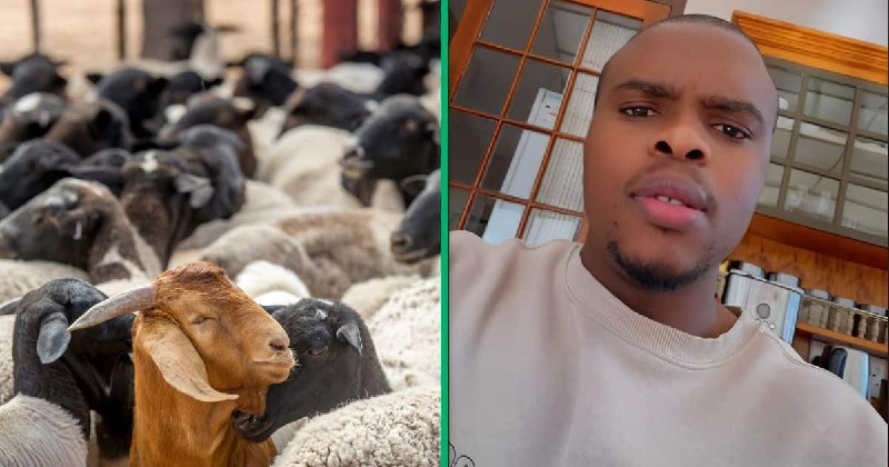 "How do I survive this?": Farmer's viral plea for help after thieves rob 489 sheep and 100 goats