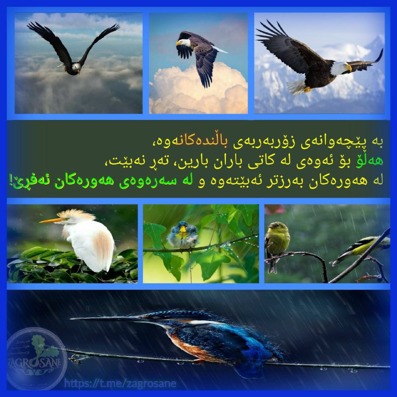 زۆر سەیرە!