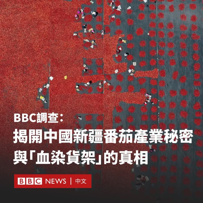 BBC調查發現，涉嫌在中國新疆強迫勞動下生產的番茄，很可能流入歐洲各地的超市。