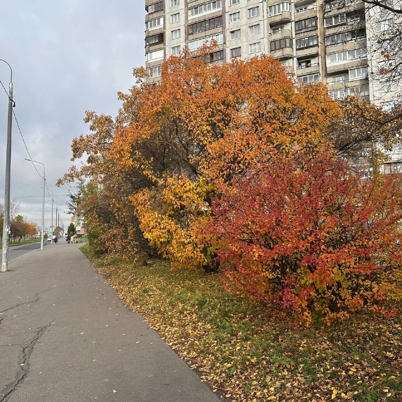 **Осень** - прекрасная, красивая пора. ***🍁******🍁***