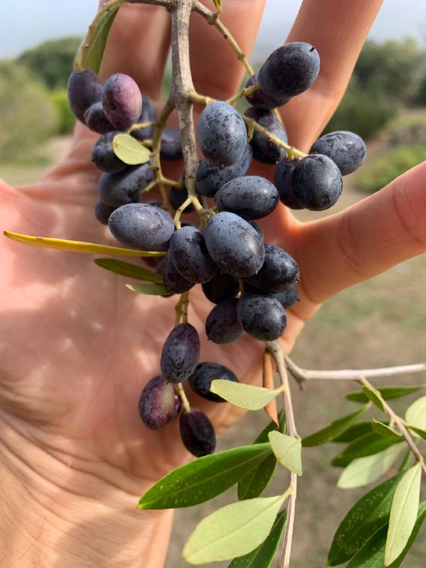 Olive o uva? Iniziata la raccolta …