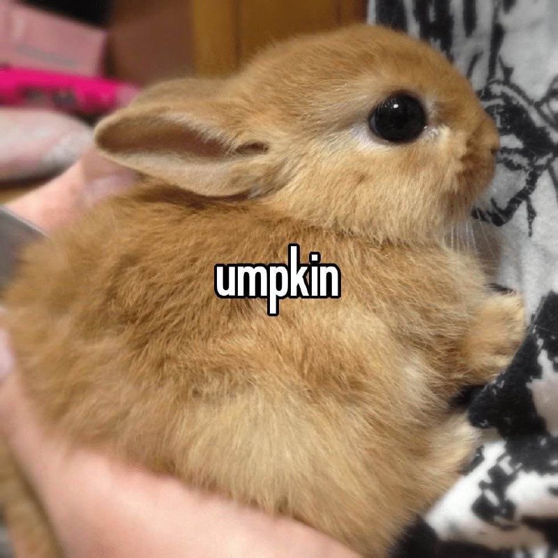 Soft Bunnyposting of Wonders