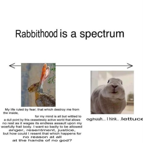 Soft Bunnyposting of Wonders